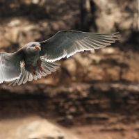 Rybitwa wąsata - Inca Tern