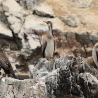 Kormoran czerwononogi, Poikilocarbo gaimardi, Red-legged Cormorant