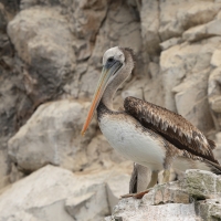 Pelikan chilijski - Peruvian Pelican