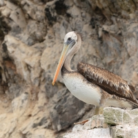 Pelikan chilijski, Pelecanus thagus, Peruvian Pelican