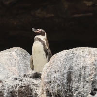 Pingwin peruwiański, Spheniscus humboldti, Humboldt Penguin