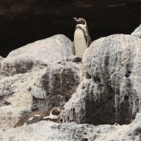 Pingwin peruwiański - Humboldt Penguin