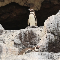 Pingwin peruwiański - Humboldt Penguin