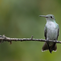 Szafirek zielonosterny - Green-and-white Hummingbird