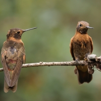 Uszatek brązowy, Colibri delphinae, Brown Violet-ear