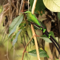 Paziak zielonosterny - Green-tailed Trainbearer