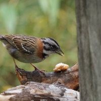 Pasówka obrożna - Rufous-collared Sparrow