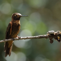 Uszatek brązowy - Brown Violet-ear