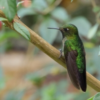 Metalik krasnosterny - Tyrian Metaltail