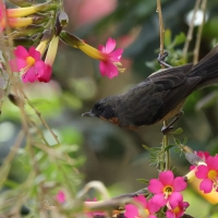 Haczykodziobek czarnogardły - Black-throated Flowerpiercer