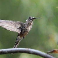 Gigancik - Giant Hummingbird