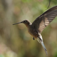Gigancik - Giant Hummingbird