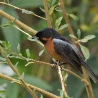Haczykodziobek czarnogardły, Diglossa brunneiventris, Black-throated Flowerpiercer