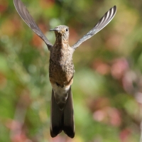 Gigancik - Giant Hummingbird