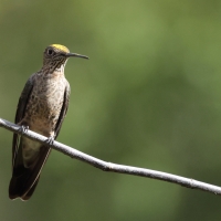Gigancik - Giant Hummingbird