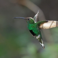 Nimfik, Lafresnaya lafresnayi, Mountain Velvetbreast