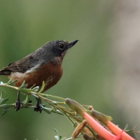 Haczykodziobek czarnogardły - Black-throated Flowerpiercer
