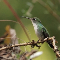 Szafirek zielonosterny - Green-and-white Hummingbird