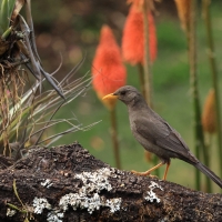 Drozd bury - Chiguanco Thrush