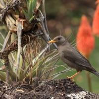 Drozd bury - Chiguanco Thrush