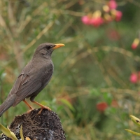 Drozd bury - Chiguanco Thrush