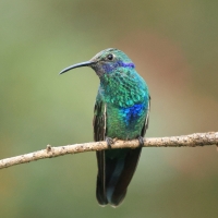 Uszatek niebieskobrzuchy - Sparkling Violet-ear