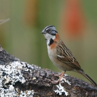Pasówka obrożna - Rufous-collared Sparrow