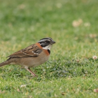 Pasówka obrożna - Rufous-collared Sparrow