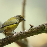 Organka grubodzioba - Thick-billed Euphonia