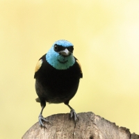 Tangarka niebieskoszyja - Blue-necked Tanager