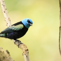 Tangarka niebieskoszyja - Blue-necked Tanager
