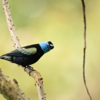 Tangarka niebieskoszyja - Blue-necked Tanager