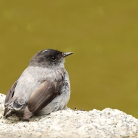 Tyranek szary - Torrent Tyrannulet