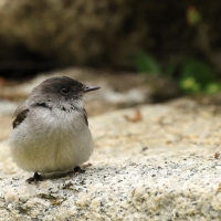 Tyranek szary - Torrent Tyrannulet