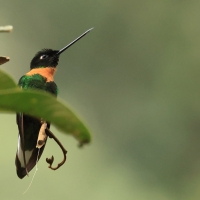 Elfik inkaski, Coeligena inca, Gould's Inca