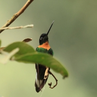 Elfik inkaski - Gould's Inca