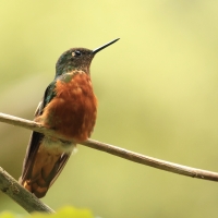 Amorek ognisty - Chestnut-breasted Coronet