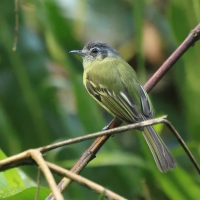 Oliwiak jasnogardły - Yellow-olive Flycatcher