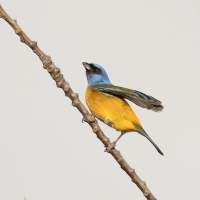 Tanagra żółtobrzucha - Blue-and-yellow Tanager