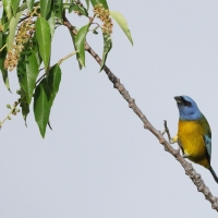 Tanagra żółtobrzucha - Blue-and-yellow Tanager