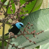 Tangarka niebieskoszyja - Blue-necked Tanager