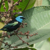 Tangarka niebieskoszyja, Stilpnia cyanicollis, Blue-necked Tanager