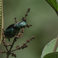 Tangarka berylowa - Beryl-spangled Tanager