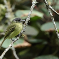 Oliwiak jasnogardły - Yellow-olive Flycatcher