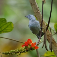 Tangarka niebieska - Blue-grey Tanager