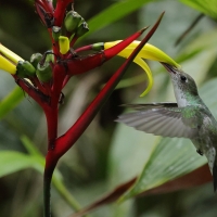 Szafirek zielonosterny - Green-and-white Hummingbird