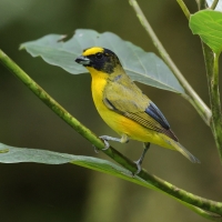 Organka grubodzioba - Thick-billed Euphonia