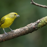 Organka grubodzioba - Thick-billed Euphonia