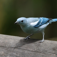 Tangarka niebieska - Blue-grey Tanager