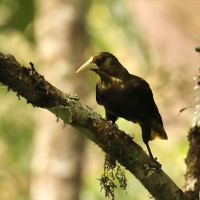 Kacykowiec śniady - Dusky-green Oropendola